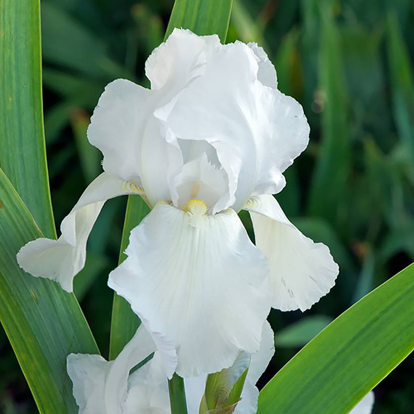 Iris germanica Glacier - Iris des Jardins  Godet de 8/9 cm