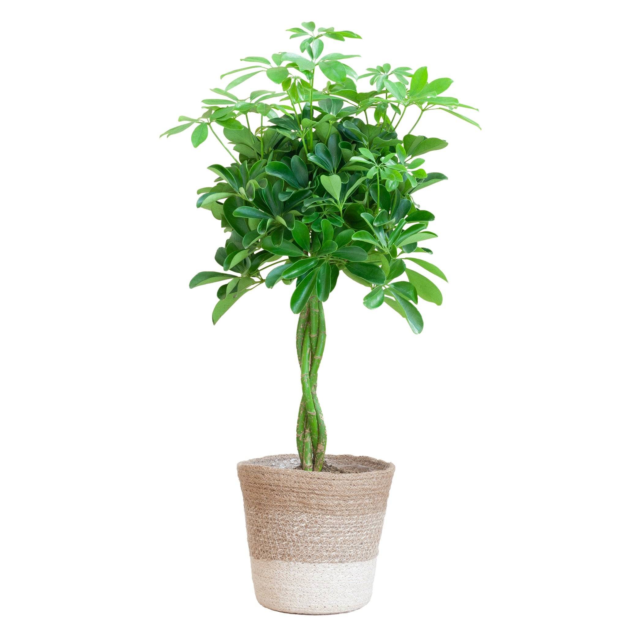 Schefflera XL + Panier 80cm - Plante d'intérieur- La Green Touch - Image 3