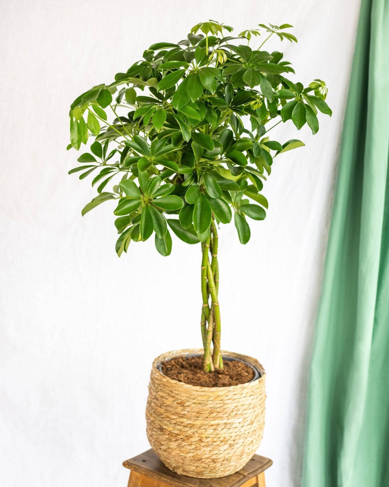Schefflera XL + Panier 80cm - Plante d'intérieur- La Green Touch - Image 4