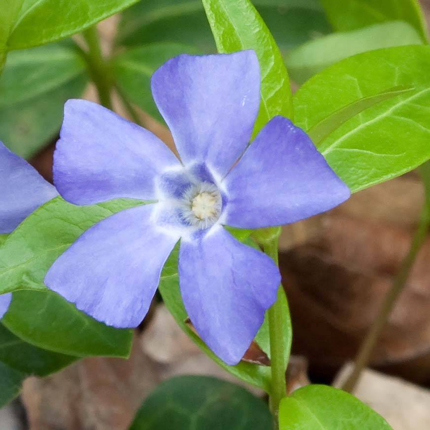 Promesse de Fleurs - Vinca minor Marie - Pervenche à petite fleurs Godet de 8/9 cm