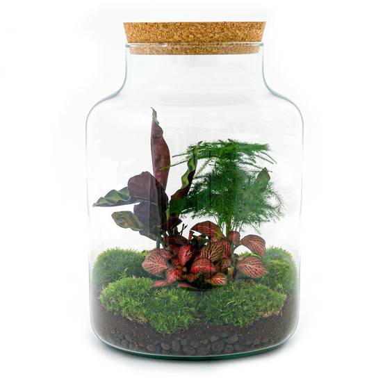 Diy Terrarium - D30 H30cm - Image 2