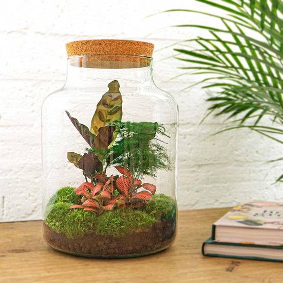 Diy Terrarium - D30 H30cm - Image 3