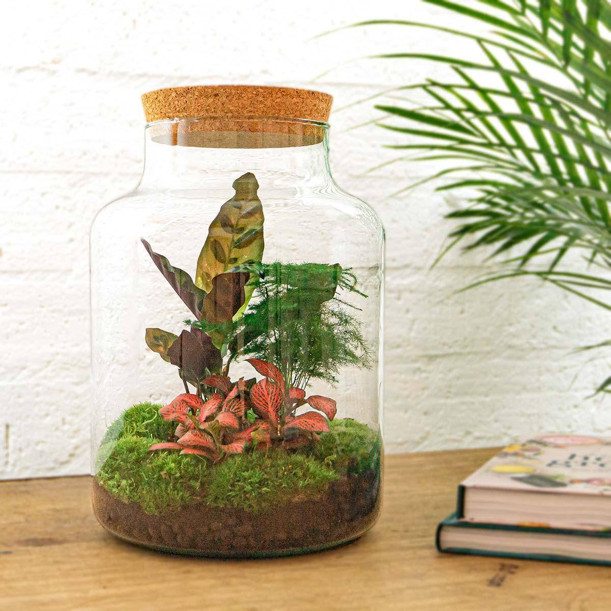 Diy Terrarium - D30 H30cm - Image 3