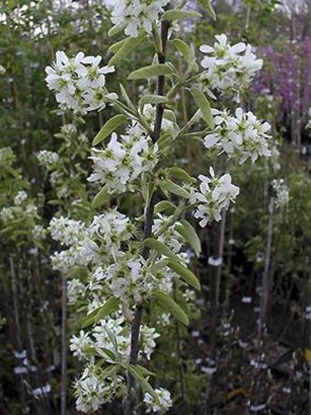 Amelanchier canadensis Rainbow Pillar Pot de 4L/5L - Image 1