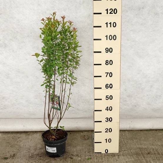 Amelanchier canadensis Rainbow Pillar Pot de 4L/5L - Image 2
