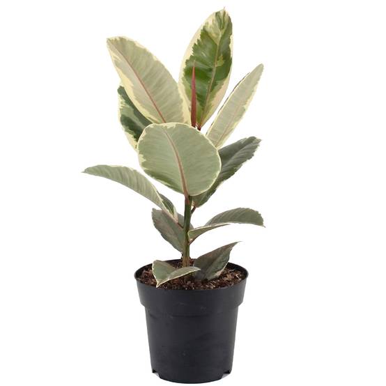 Gardenersdream - Ficus Elastica Arbre À Caoutchouc D’Intérieur Pour La Maison Ou Le Bureau (En Pot 30-40 Cm) - GardenersDream - Image 1