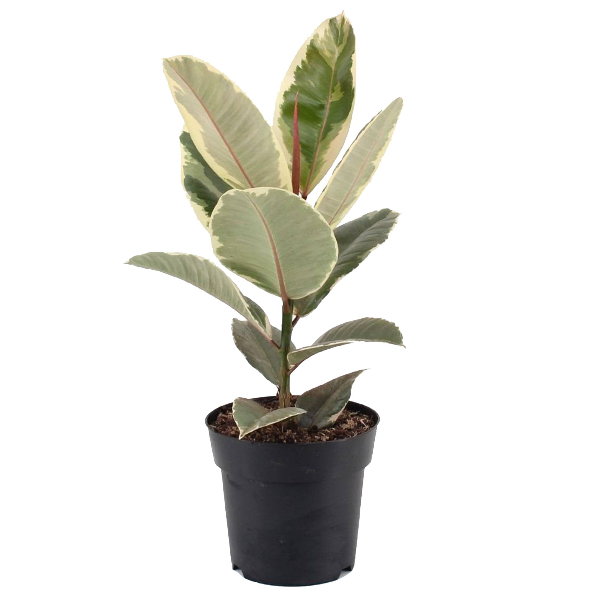 Gardenersdream - Ficus Elastica Arbre À Caoutchouc D’Intérieur Pour La Maison Ou Le Bureau (En Pot 30-40 Cm) - GardenersDream - Image 1