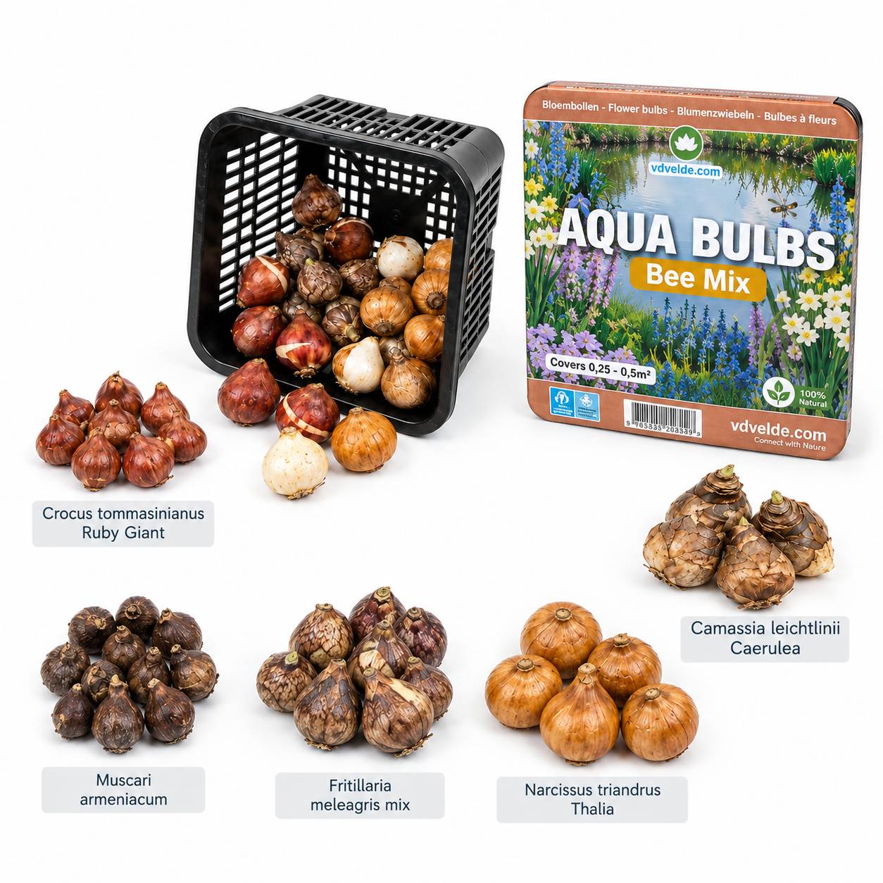 Aqua Bulbs Bee Mix - 35 pcs - Crocus, Muscari, Narcissus, Fritillaria, Camassia - Image 4