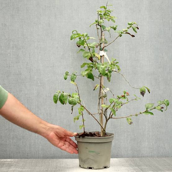 Promesse de Fleurs - Cognassier du Japon Falconnet Charlet - Chaenomeles speciosa Pot de 2L/3L - Image 2