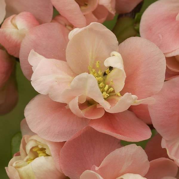 Promesse de Fleurs - Cognassier du Japon Falconnet Charlet - Chaenomeles speciosa Pot de 2L/3L - Image 1