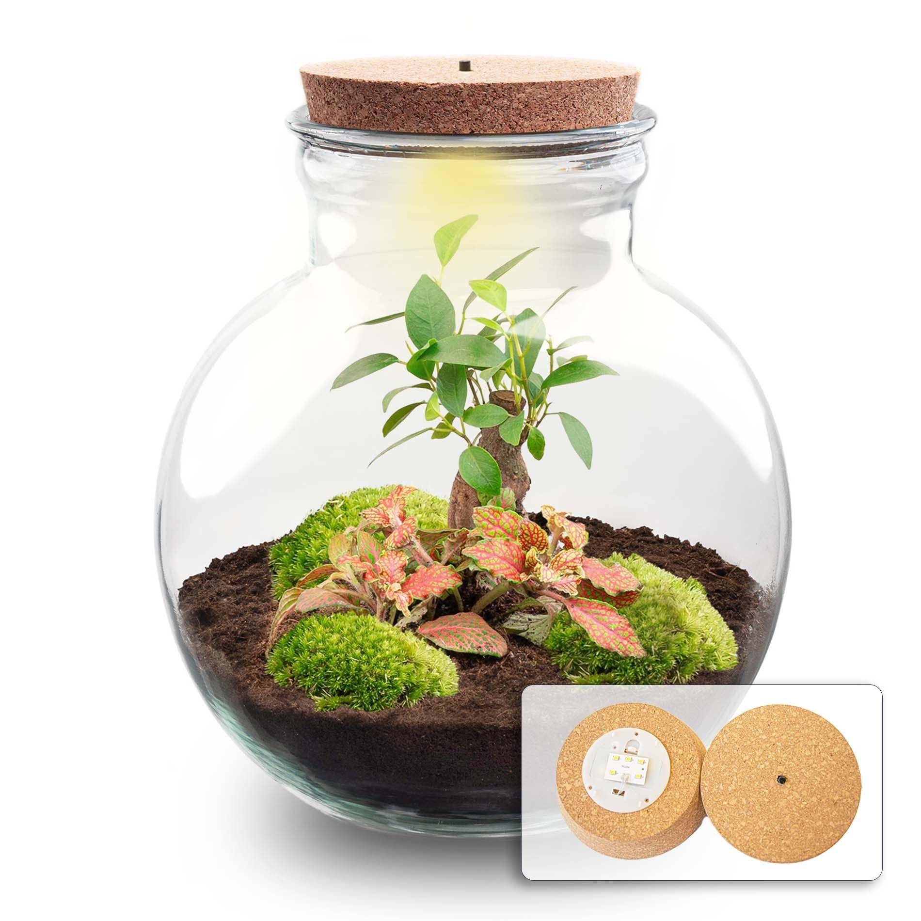 Diy Planten Terrarium (Avec Licht) - D25 H25cm - Image 1