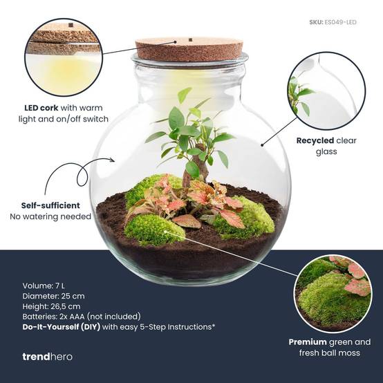 Diy Planten Terrarium (Avec Licht) - D25 H25cm - Image 2