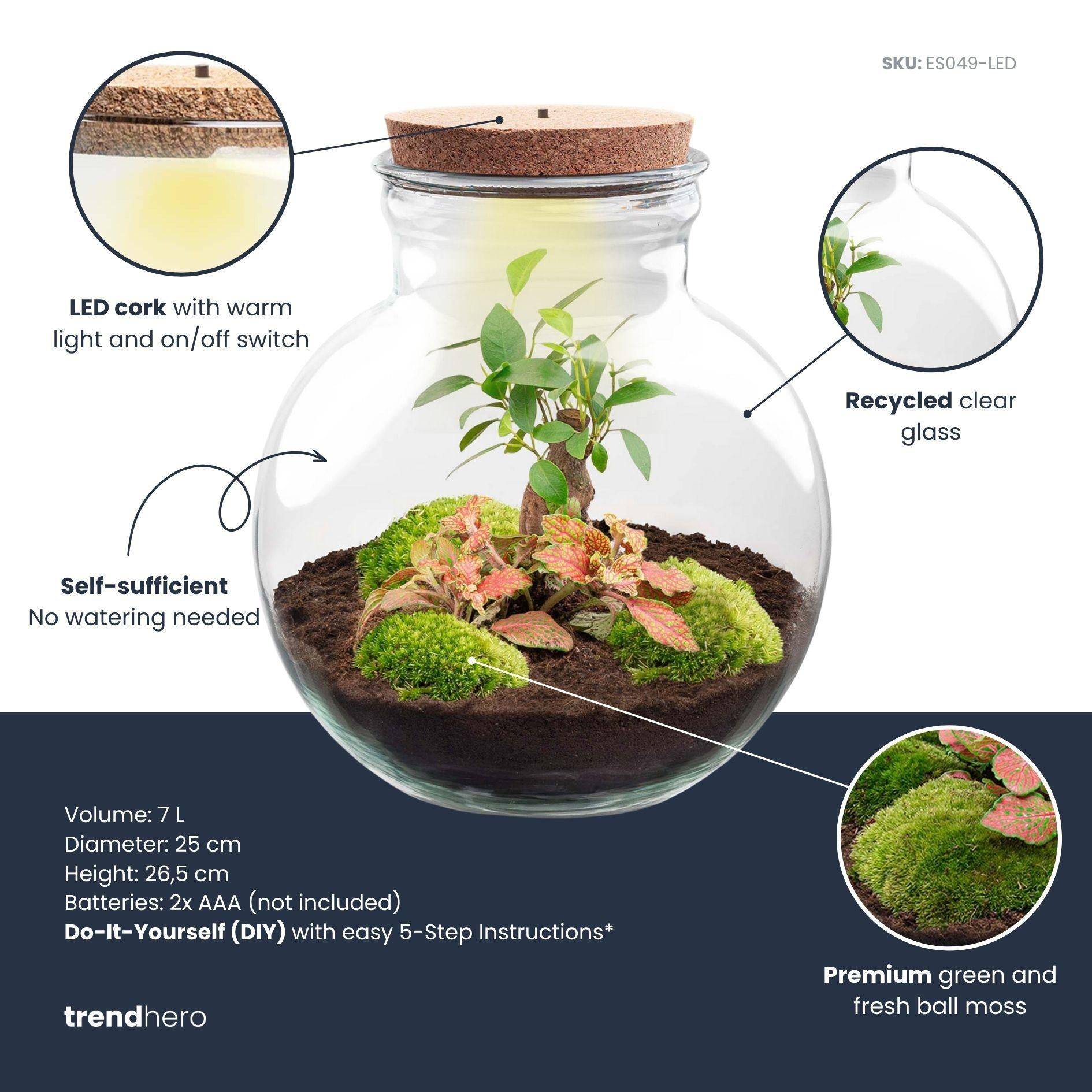 Diy Planten Terrarium (Avec Licht) - D25 H25cm - Image 2