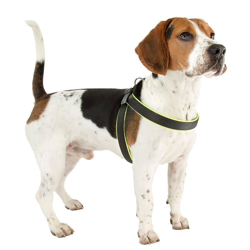 Ferplast - Ferplast Harnais ergonomique pour chiens AGILA FLUO 2, ajustement parfait, fermeture pratique avec lacet, rembourrage souple, A=B 36÷42 cm 15 mm Vert - Image 5