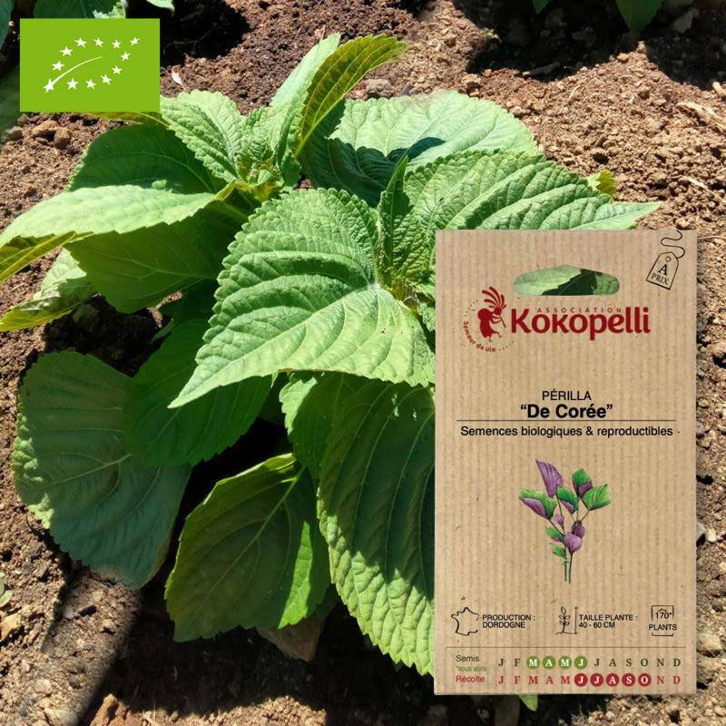 Association Kokopelli - Périlla De Corée- Graines bio à semer - Image 1