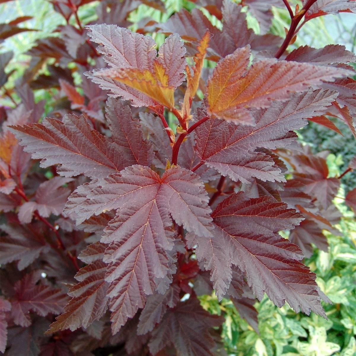 Physocarpus opulifolius Little Angel - Physocarpe Pot de 2L/3L - Image 1