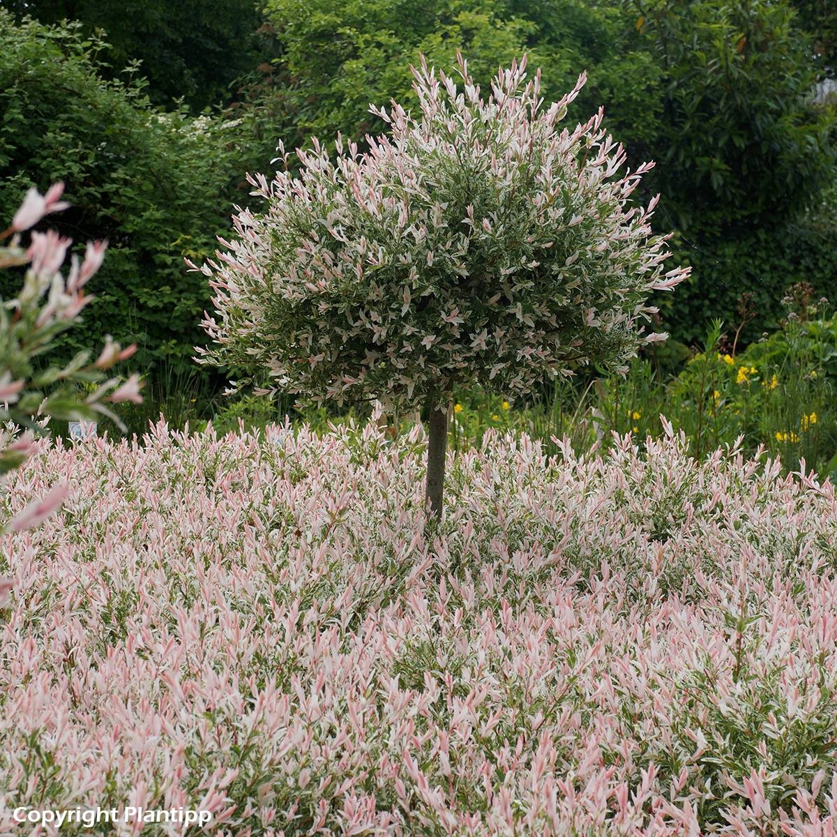 Saule crevette - Salix integra Flamingo Pot de 2L/3L - Image 1