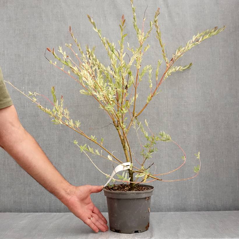 Saule crevette - Salix integra Flamingo Pot de 2L/3L - Image 2