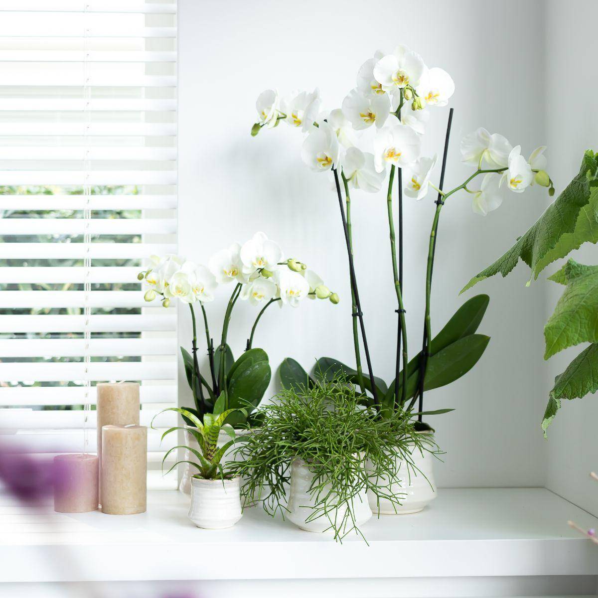 La Green Touch - Orchidée Phalaenopsis blanche - Ø12cm - plante d'intérieur fleurie 55cm - Plante d'intérieur- La Green Touch - Image 5