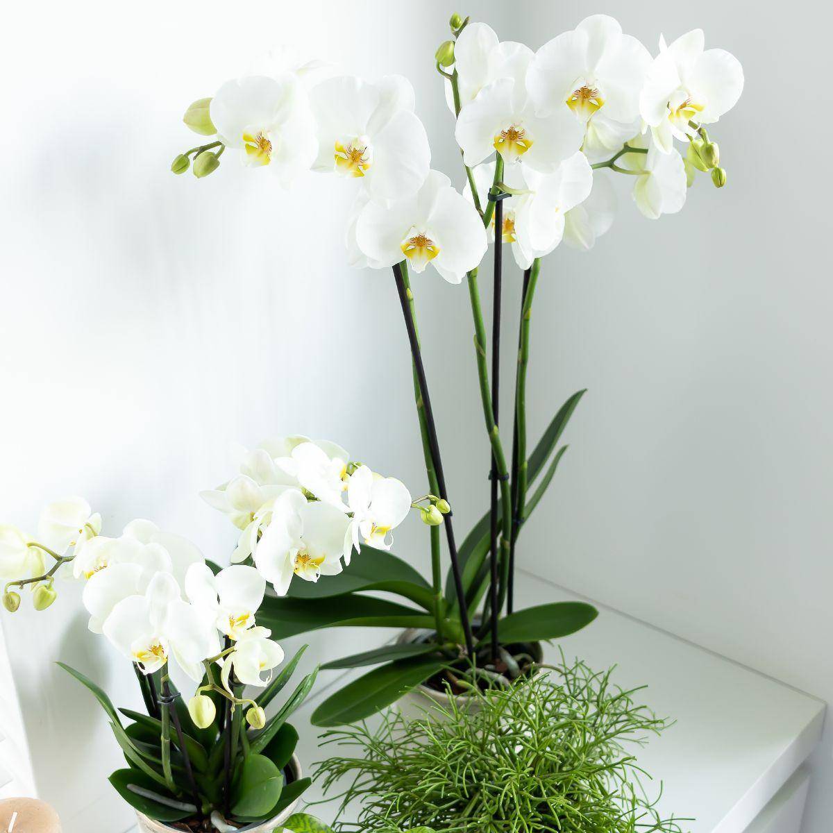 La Green Touch - Orchidée Phalaenopsis blanche - Ø12cm - plante d'intérieur fleurie 55cm - Plante d'intérieur- La Green Touch - Image 6