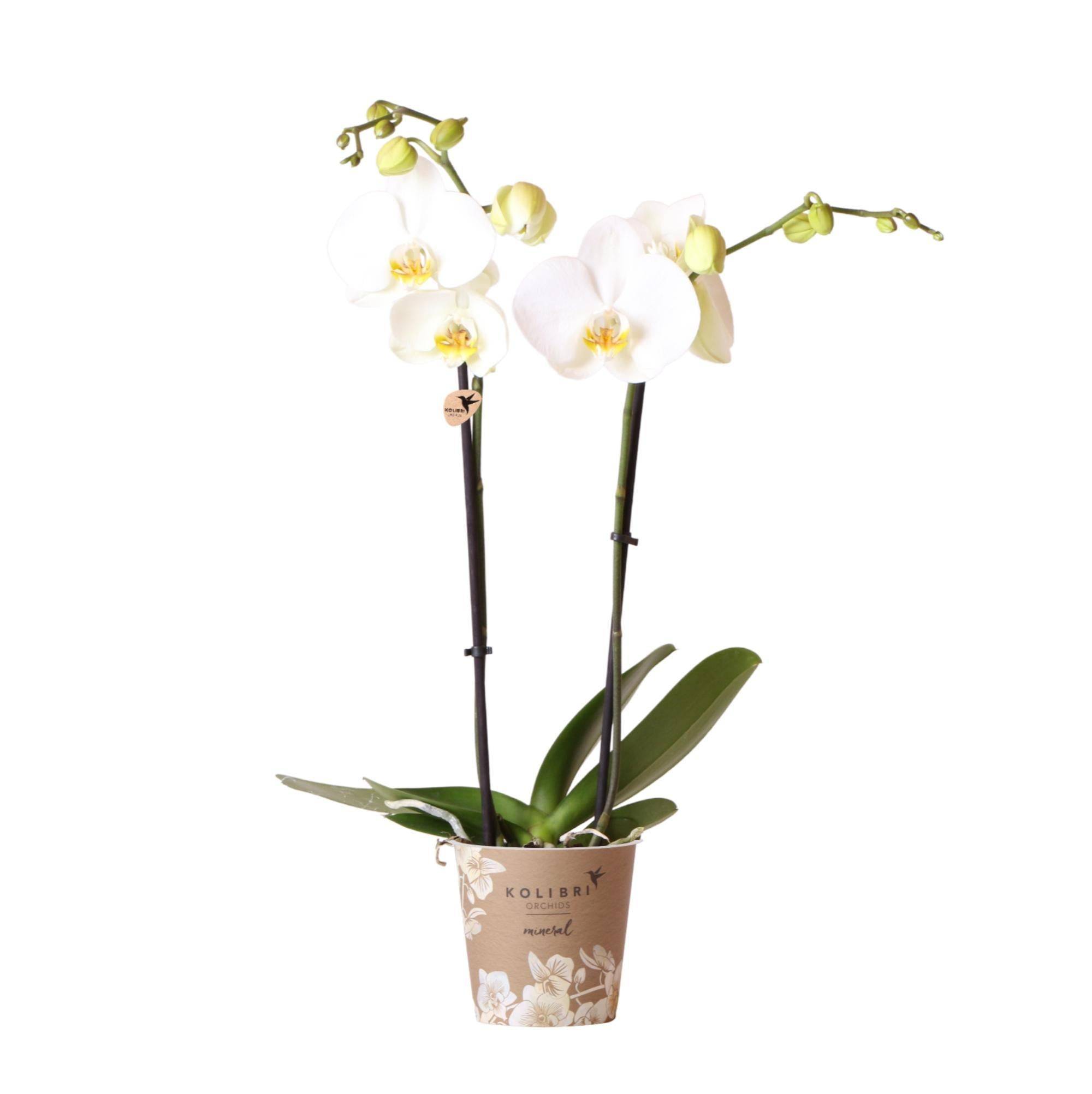 La Green Touch - Orchidée Phalaenopsis blanche - Ø12cm - plante d'intérieur fleurie 55cm - Plante d'intérieur- La Green Touch - Image 1
