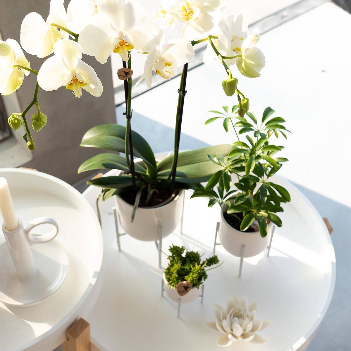 La Green Touch - Orchidée Phalaenopsis blanche - Ø12cm - plante d'intérieur fleurie 55cm - Plante d'intérieur- La Green Touch - Image 4
