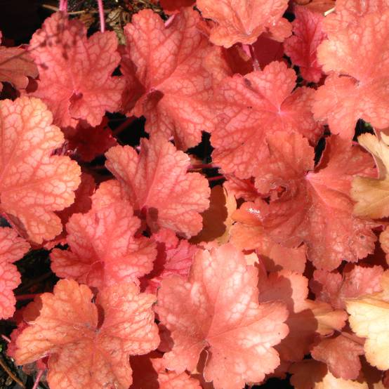 Promesse de Fleurs - Heuchère - Heuchera Rio® Godet de 7/8 cm