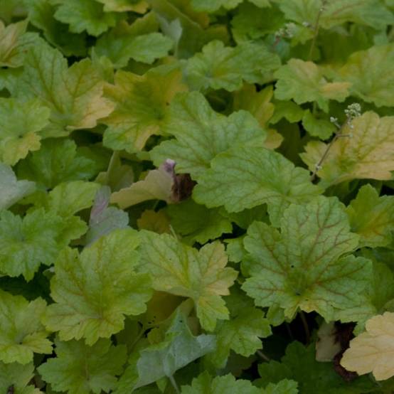 Promesse de Fleurs - Heuchère - Heuchera Electric Lime Godet de 8/9 cm