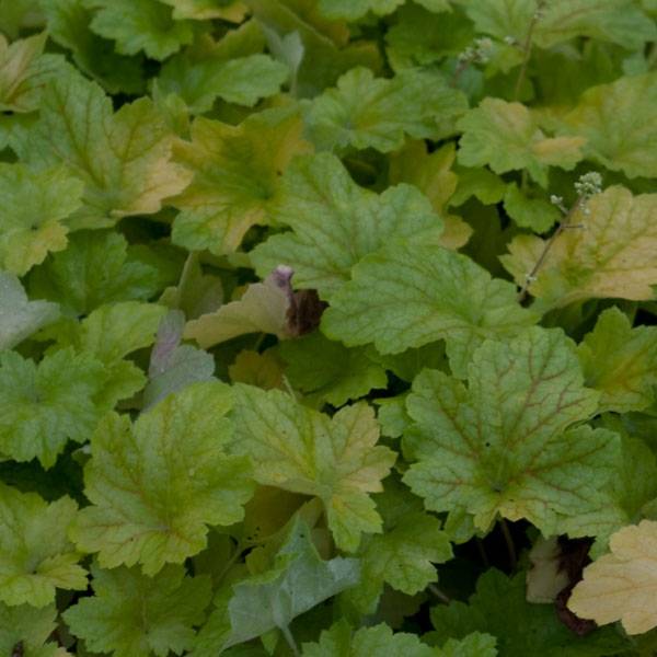 Promesse de Fleurs - Heuchère - Heuchera Electric Lime Godet de 8/9 cm