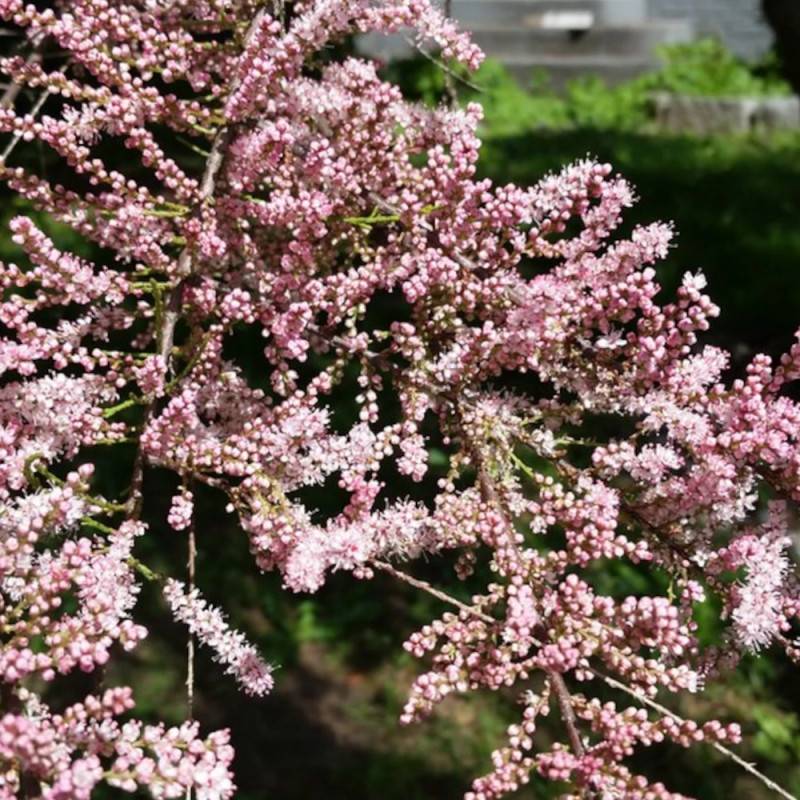 Tamaris à petites fleurs africana, Tamarix à fleurs Rose - feuillage Caduc - Pot de 7,5L - 60/80 cm-  hauteur à maturité De 2,50 m à 3,00 m - Image 5