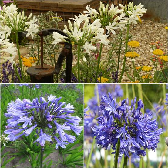 Collection de 3 Agapanthes - Collection de 3 plantes