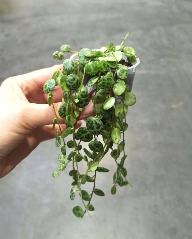 Peperomia Prostrata - Chaîne de Tortue Small D. 9cm H. 10cm - Plante d'intérieur - IndoorPoppies - Image 5