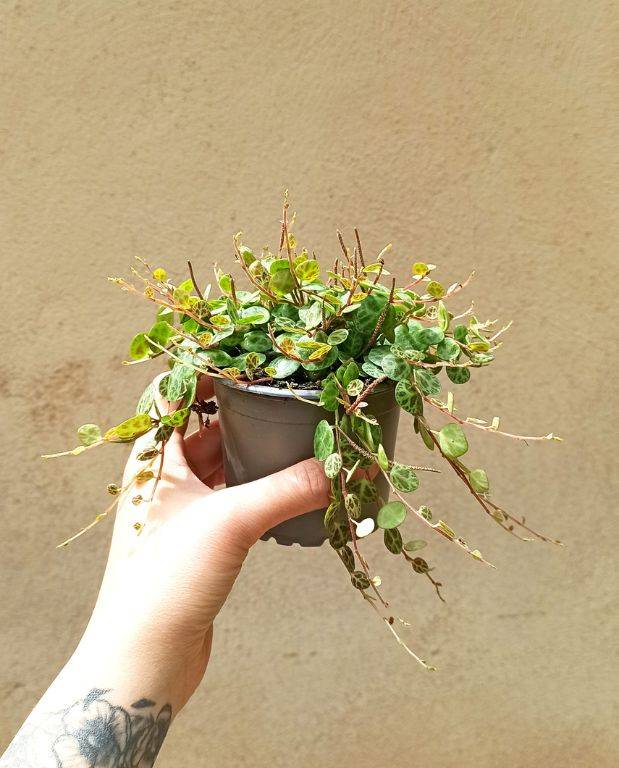 Peperomia Prostrata - Chaîne de Tortue Small D. 9cm H. 10cm - Plante d'intérieur - IndoorPoppies - Image 3