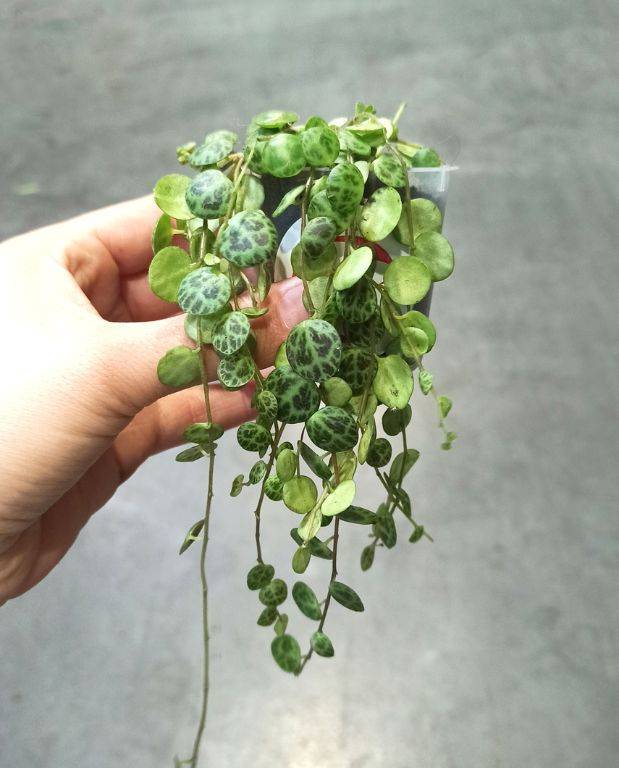 Peperomia Prostrata - Chaîne de Tortue Small D. 9cm H. 10cm - Plante d'intérieur - IndoorPoppies