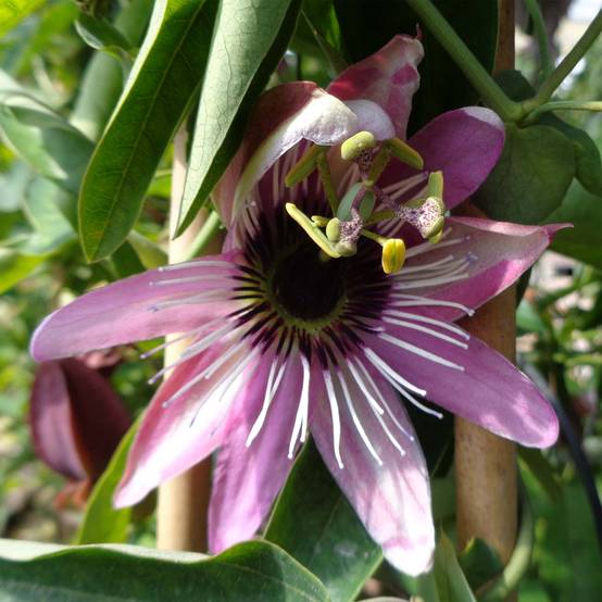 Passiflore caerulea x racemosa - Fleur de la Passion Pot de 2L/3L