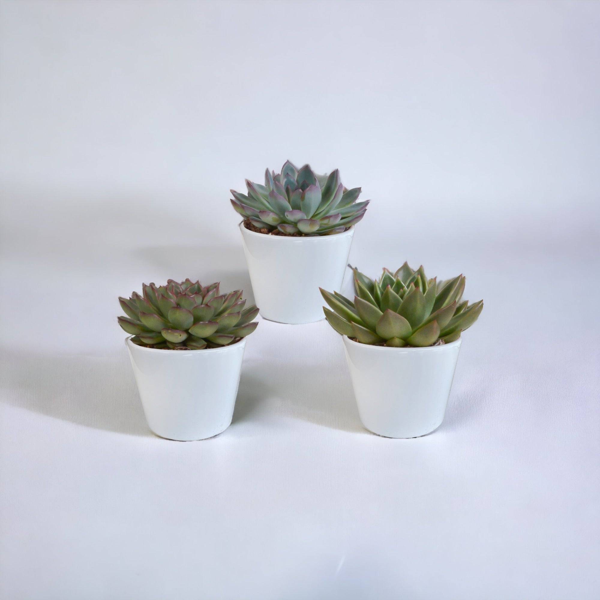 La Green Touch - Coffret cadeau echeveria et ses caches-pots blancs - Lot de 3 plantes, h21cm- La Green Touch - Image 1
