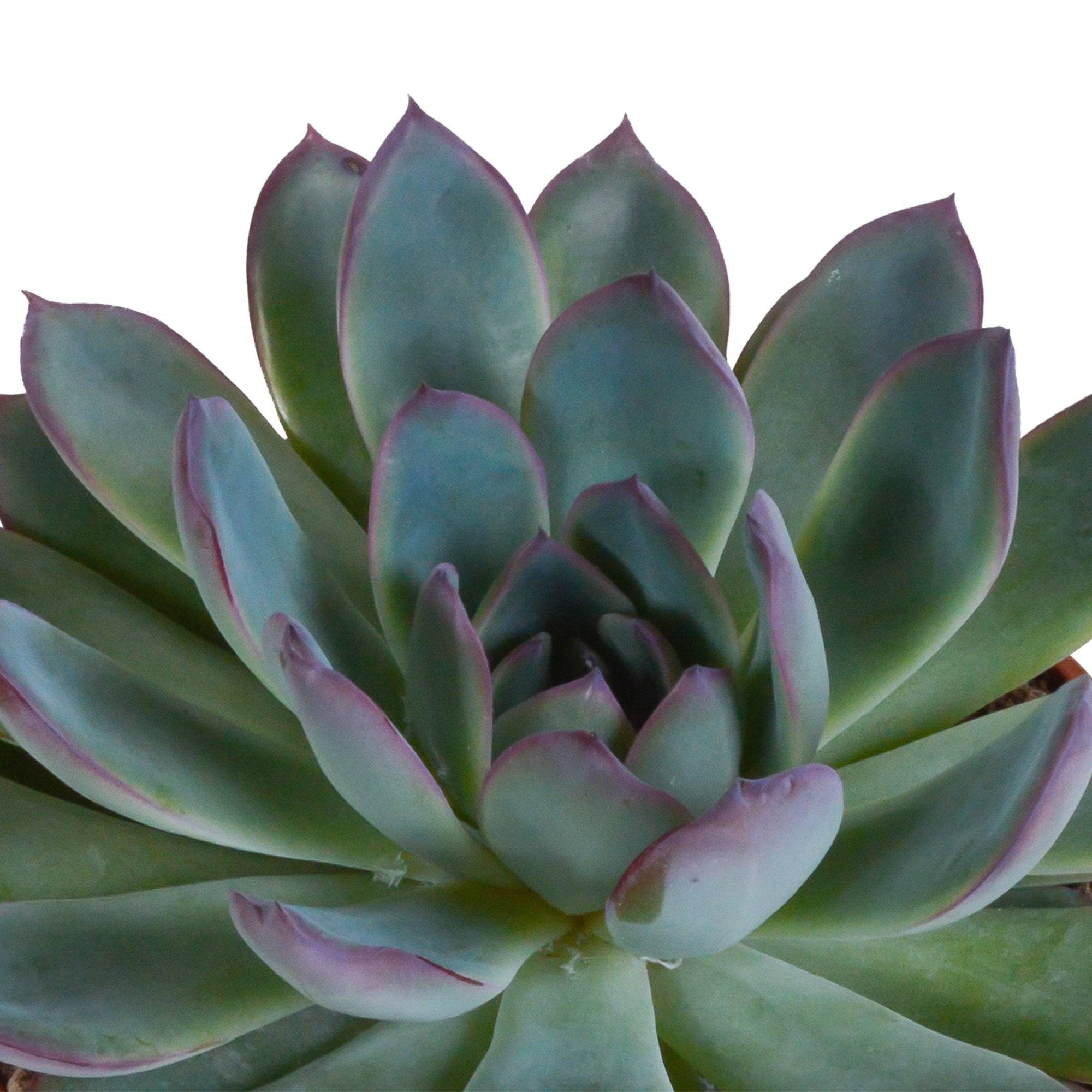 La Green Touch - Coffret cadeau echeveria et ses caches-pots blancs - Lot de 3 plantes, h21cm- La Green Touch - Image 4