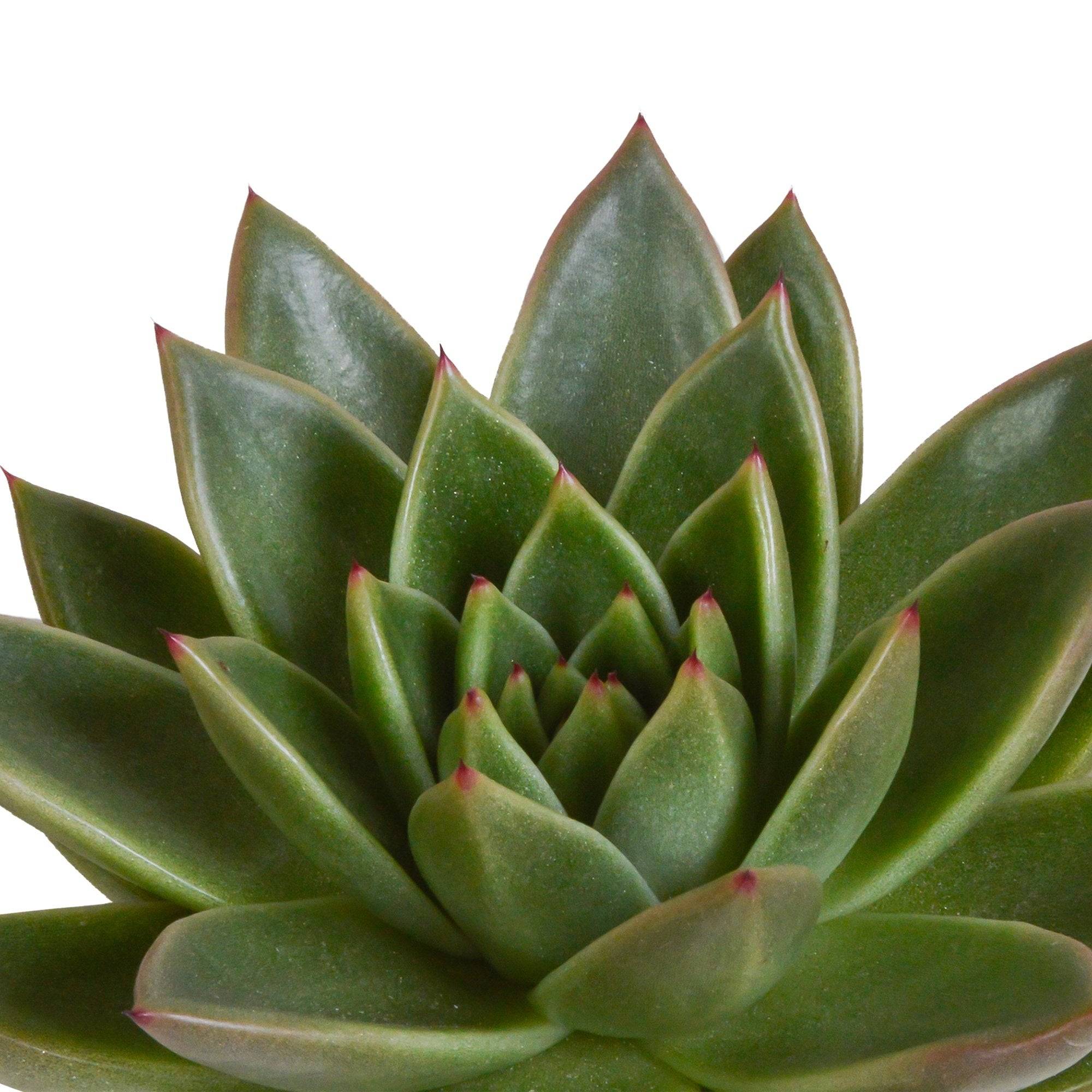 La Green Touch - Coffret cadeau echeveria et ses caches-pots blancs - Lot de 3 plantes, h21cm- La Green Touch - Image 5