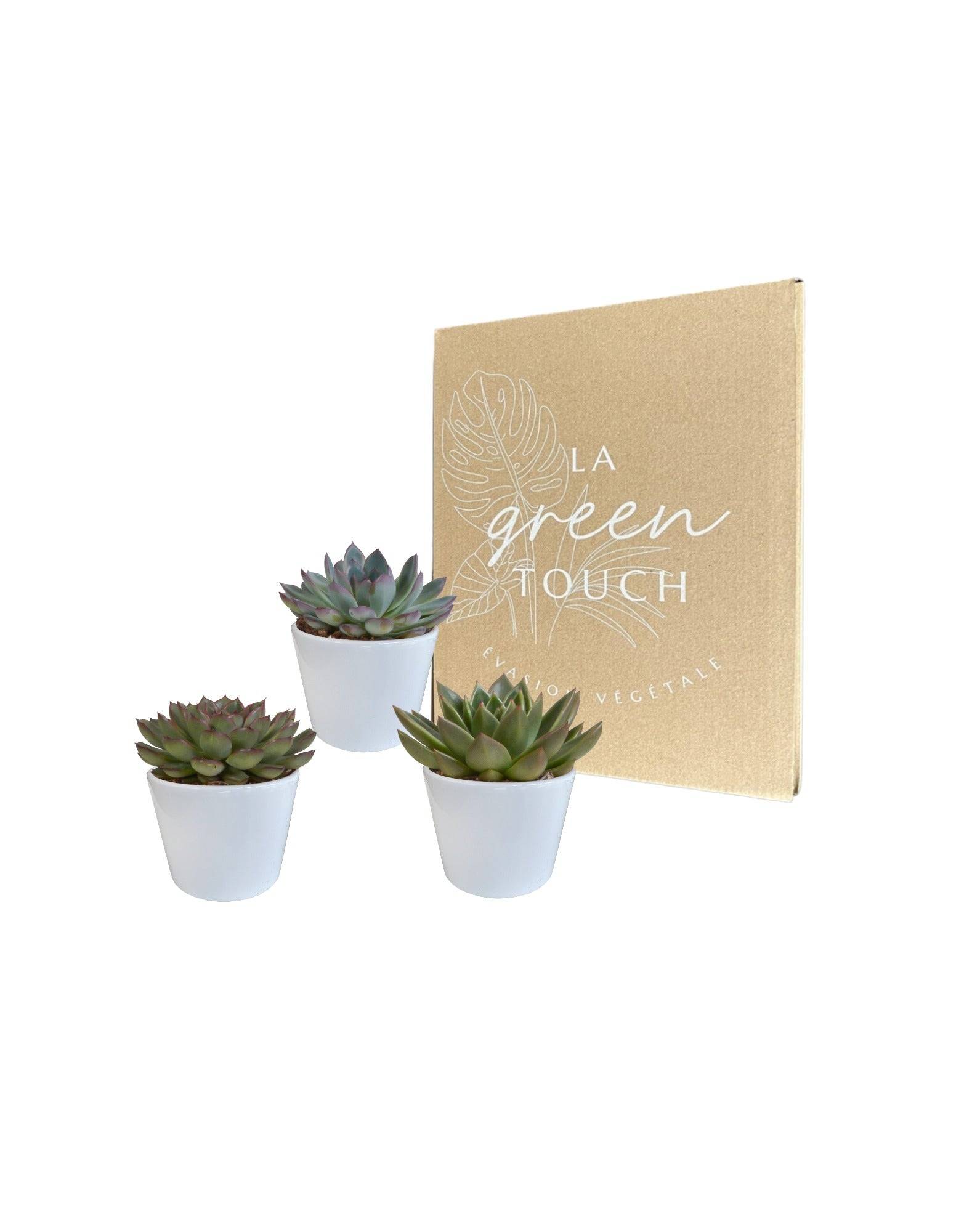 La Green Touch - Coffret cadeau echeveria et ses caches-pots blancs - Lot de 3 plantes, h21cm- La Green Touch - Image 2