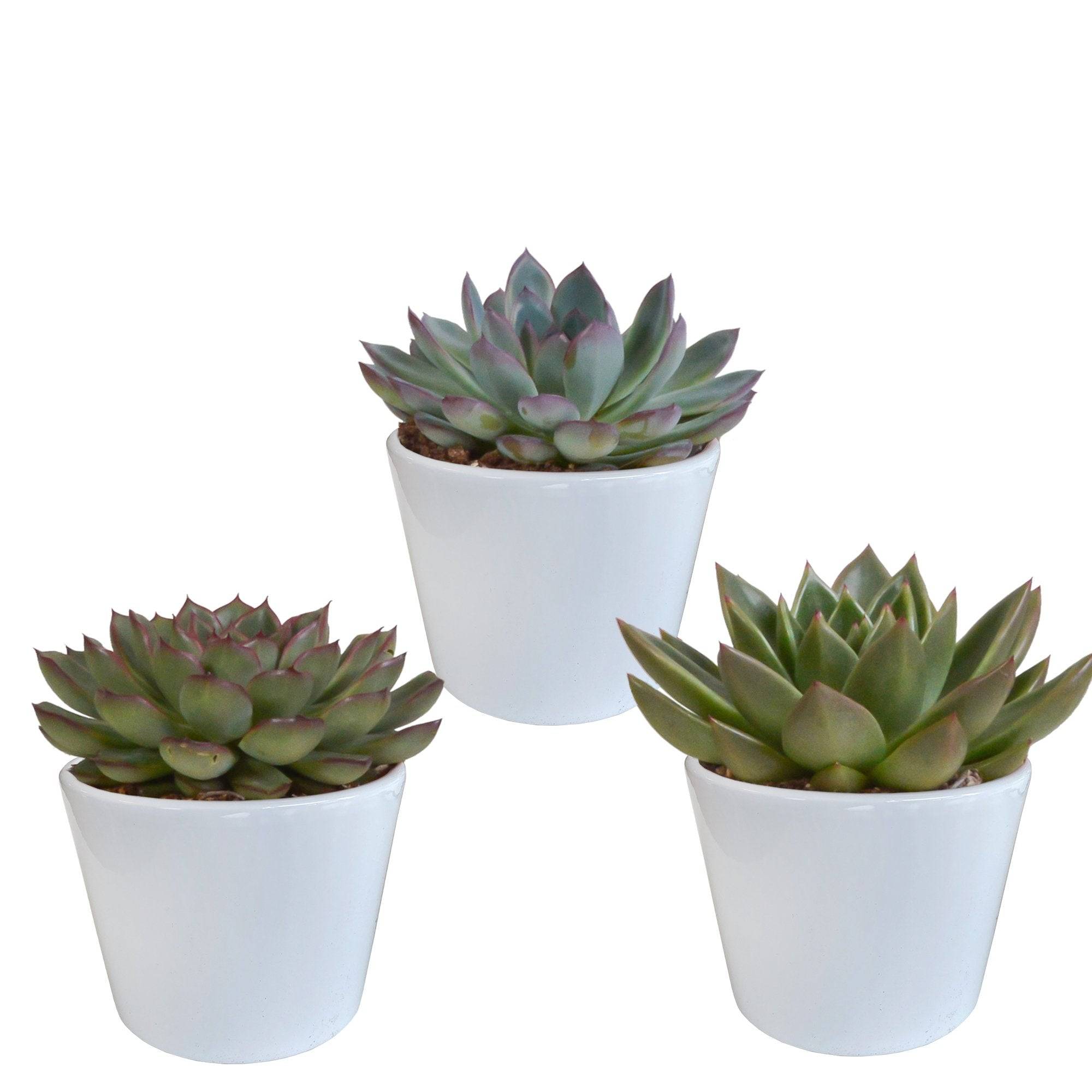 La Green Touch - Coffret cadeau echeveria et ses caches-pots blancs - Lot de 3 plantes, h21cm- La Green Touch - Image 3