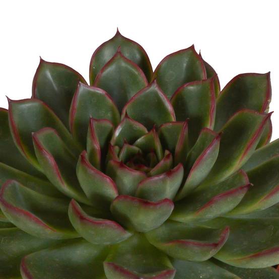 La Green Touch - Coffret cadeau echeveria et ses caches-pots blancs - Lot de 3 plantes, h21cm- La Green Touch - Image 6