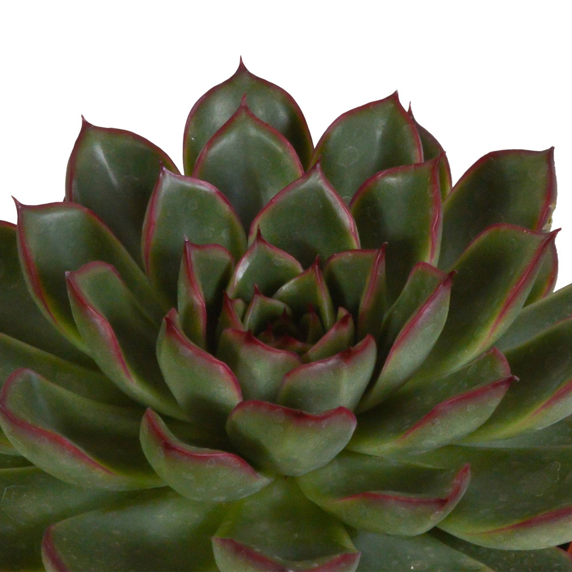 La Green Touch - Coffret cadeau echeveria et ses caches-pots blancs - Lot de 3 plantes, h21cm- La Green Touch - Image 6
