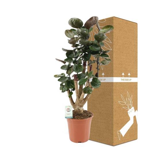 Polyscias Fabian XL 65cm - Plante d'intérieur- La Green Touch - Image 4