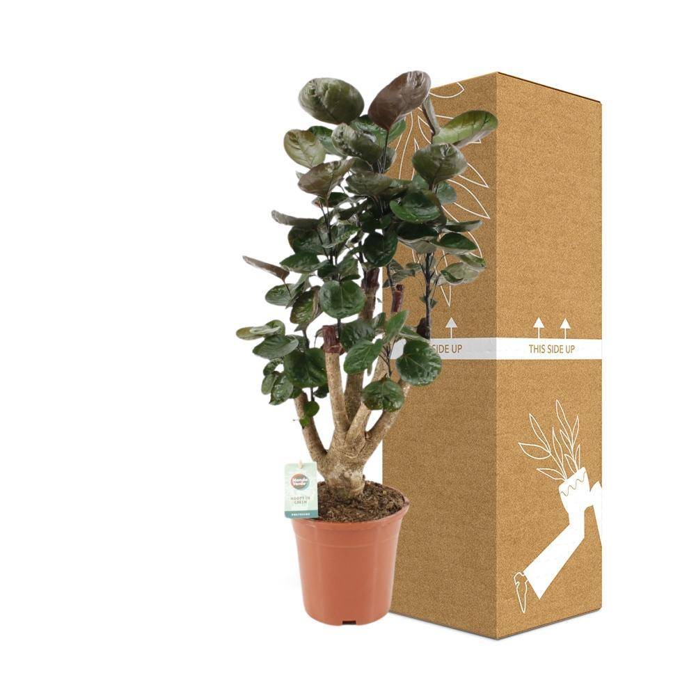 Polyscias Fabian XL 65cm - Plante d'intérieur- La Green Touch - Image 4