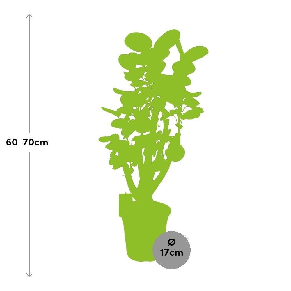 Polyscias Fabian XL 65cm - Plante d'intérieur- La Green Touch - Image 3