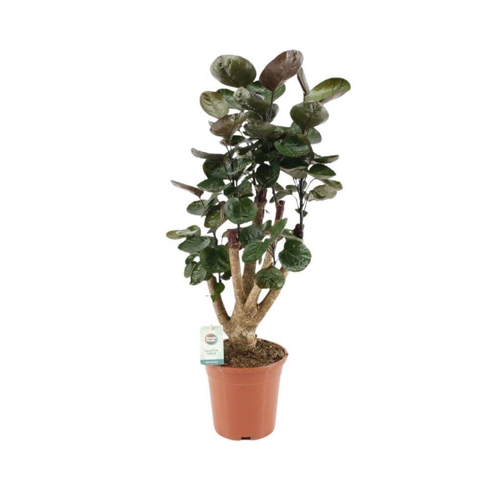 Polyscias Fabian XL 65cm - Plante d'intérieur- La Green Touch - Image 2