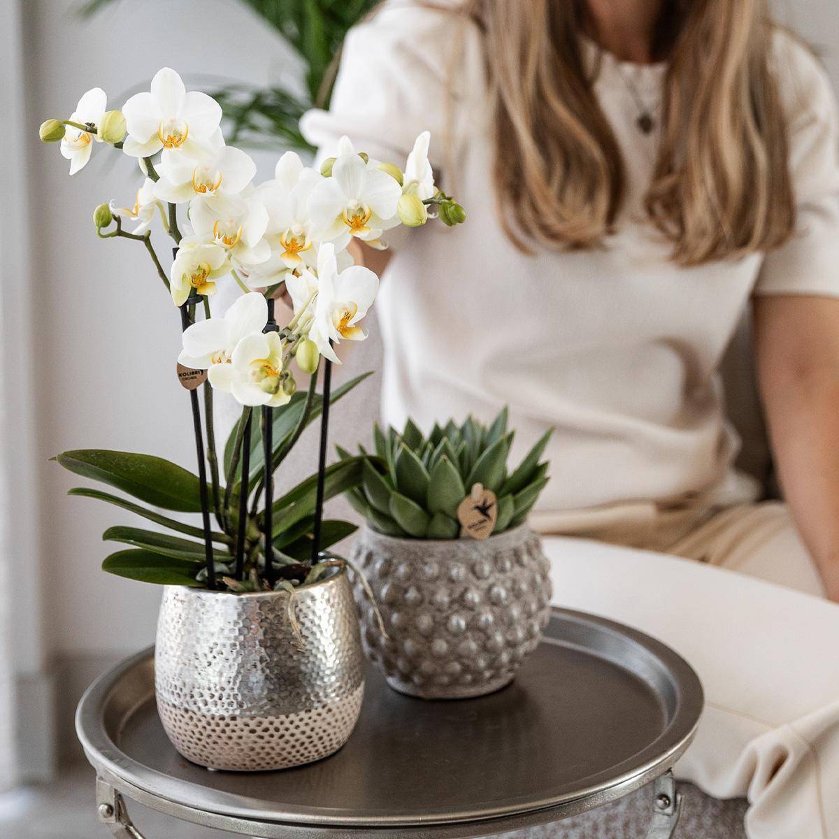 La Green Touch - Orchidée Amabilis Blanche et son pot- La Green Touch Pot argenté - Hauteur 35cm - Image 4