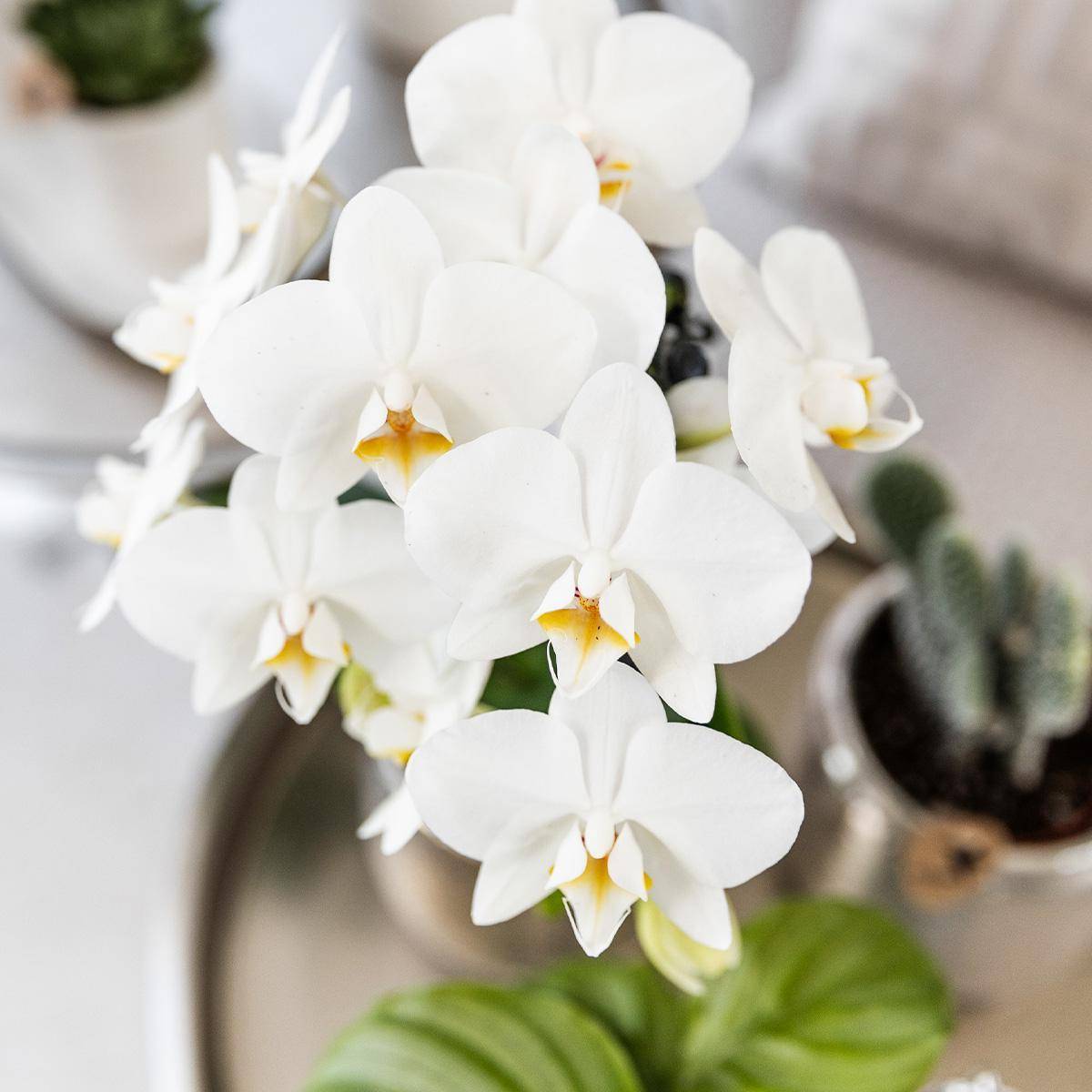 La Green Touch - Orchidée Amabilis Blanche et son pot- La Green Touch Pot argenté - Hauteur 35cm - Image 3