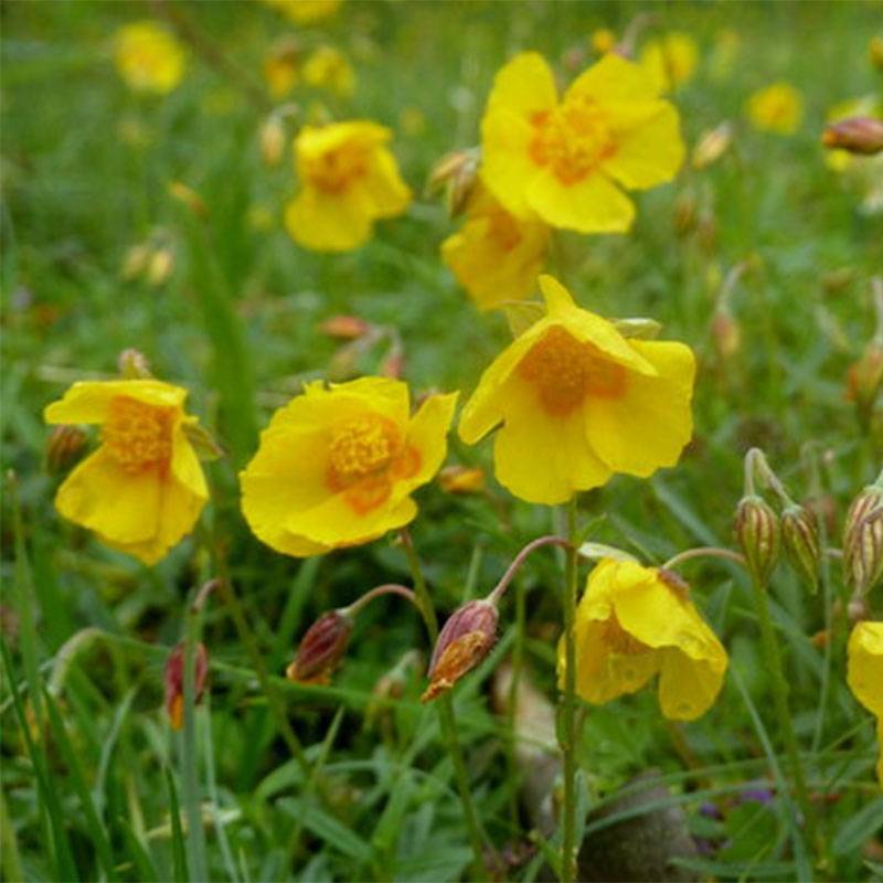 Promesse de Fleurs - Helianthemum Ben Fhada - Hélianthème jaune vif à cœur orange Pot de 2L/3L