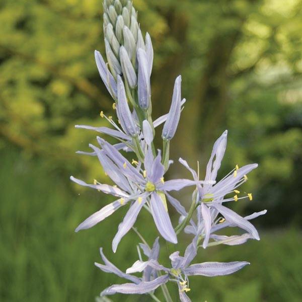 Promesse de Fleurs - Camassia cusickii Pot de 2L/3L